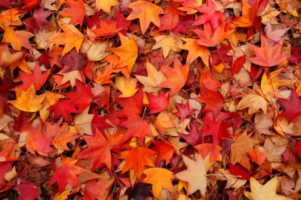Why October is the Most Critical Month for Your Canadian Tax Strategy